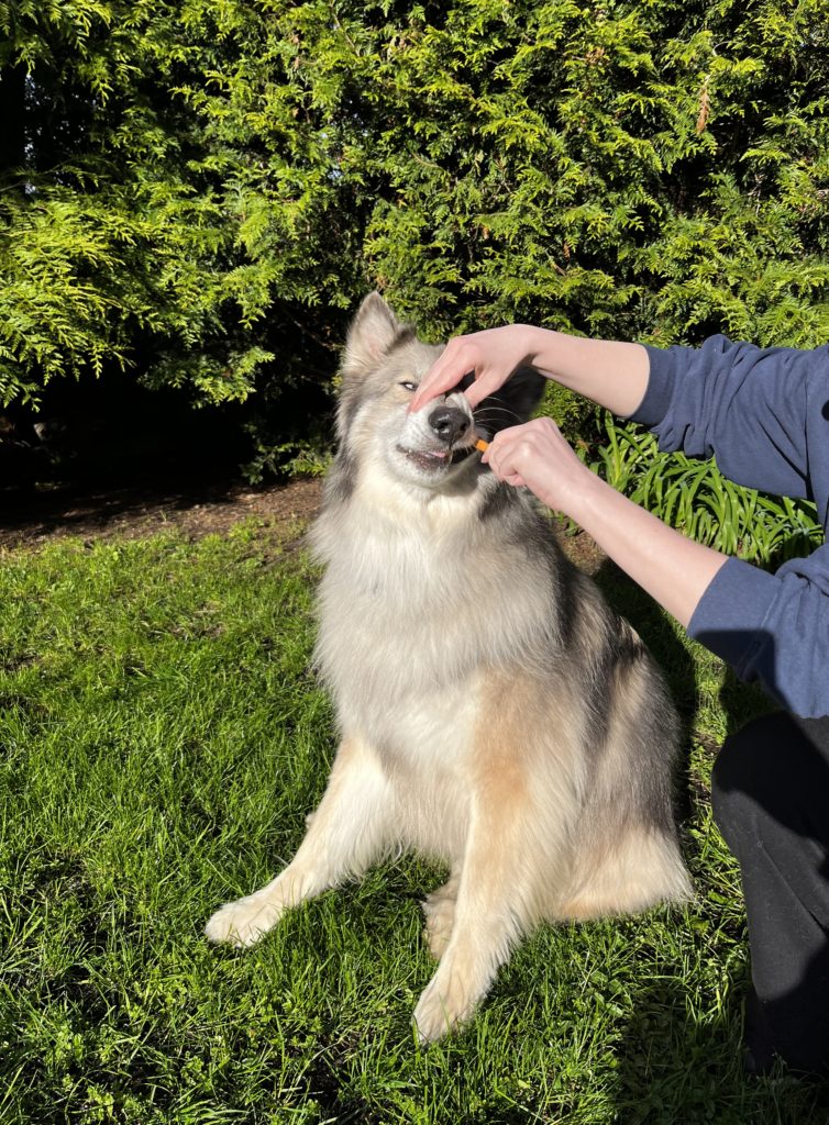 brush dogs teeth