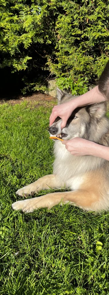 brush dogs teeth