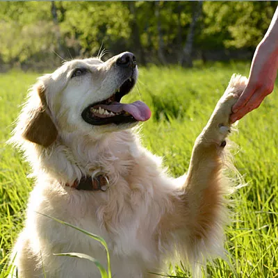 running with your dog