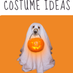 dog halloween costume