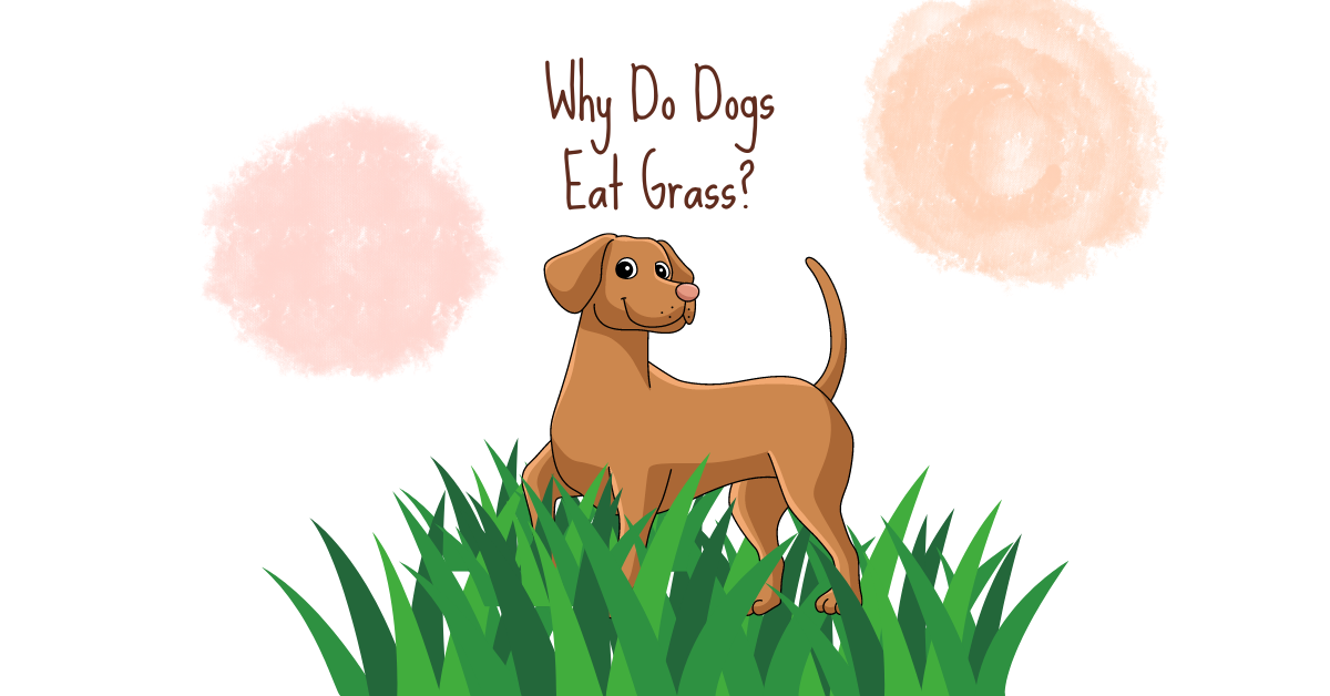 Visual Reference: Why Do Dogs Eat Grass