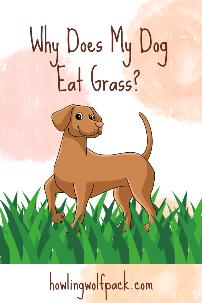 why do dogs eat grass?