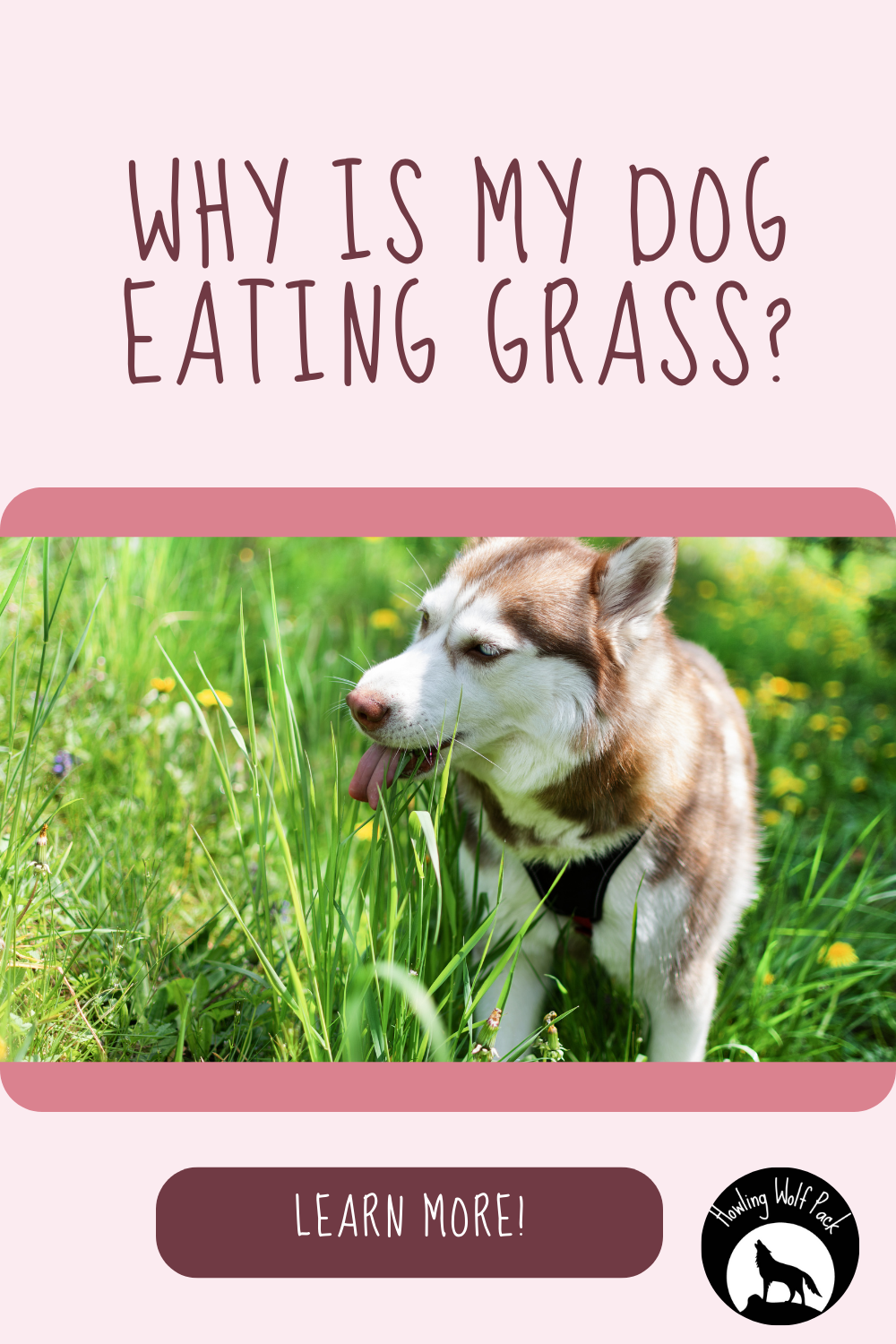 Why Do Dogs Eat Grass? - Why Do Dogs Eat Grass Causes Risks Prevention