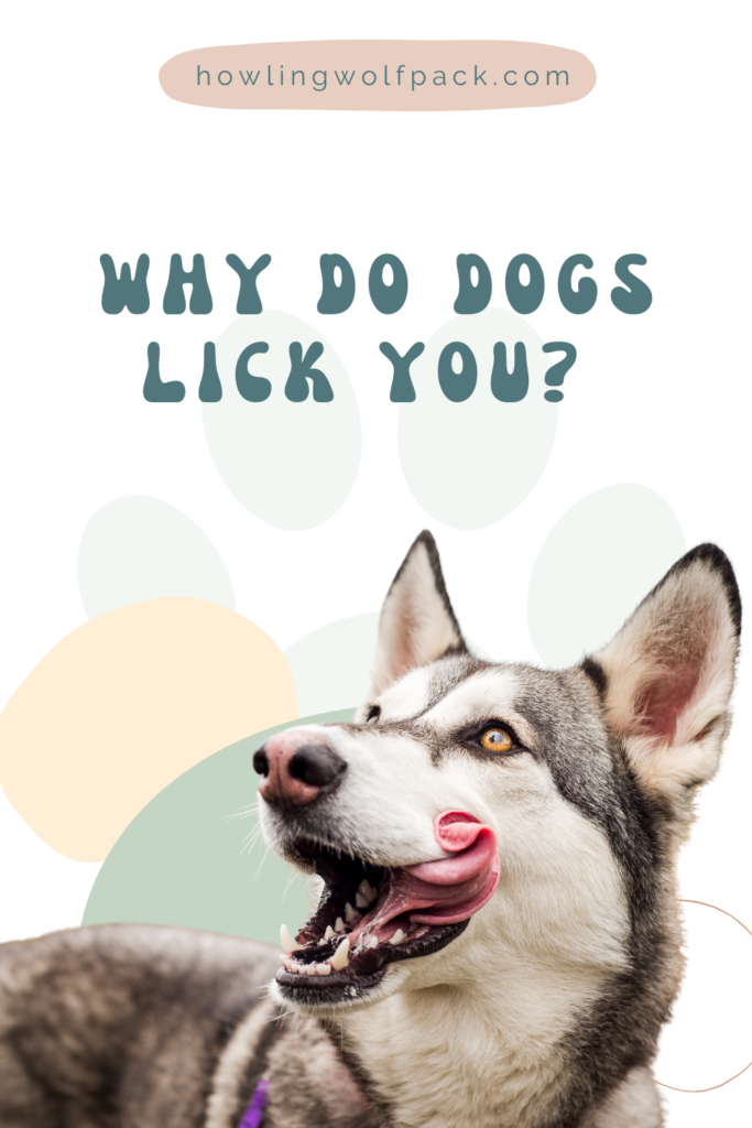 why do dogs lick you