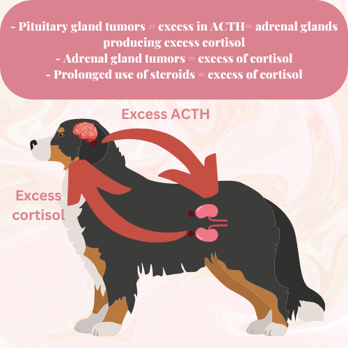 cushing's disease in dogs