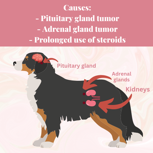 cushing's disease in dogs