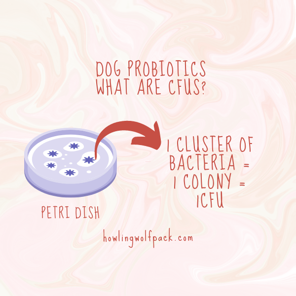 best probiotics for dogs