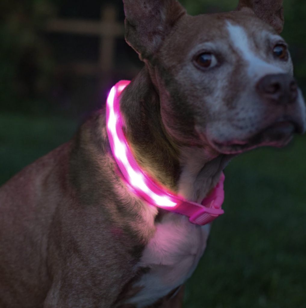 safely walk your dog at night