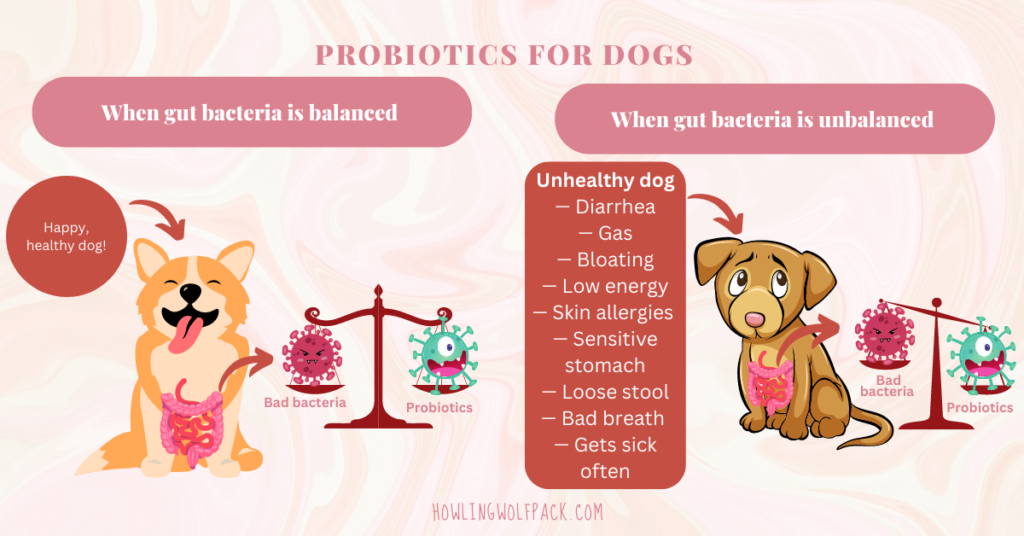 probiotics infographic for the senior dog supplements article.