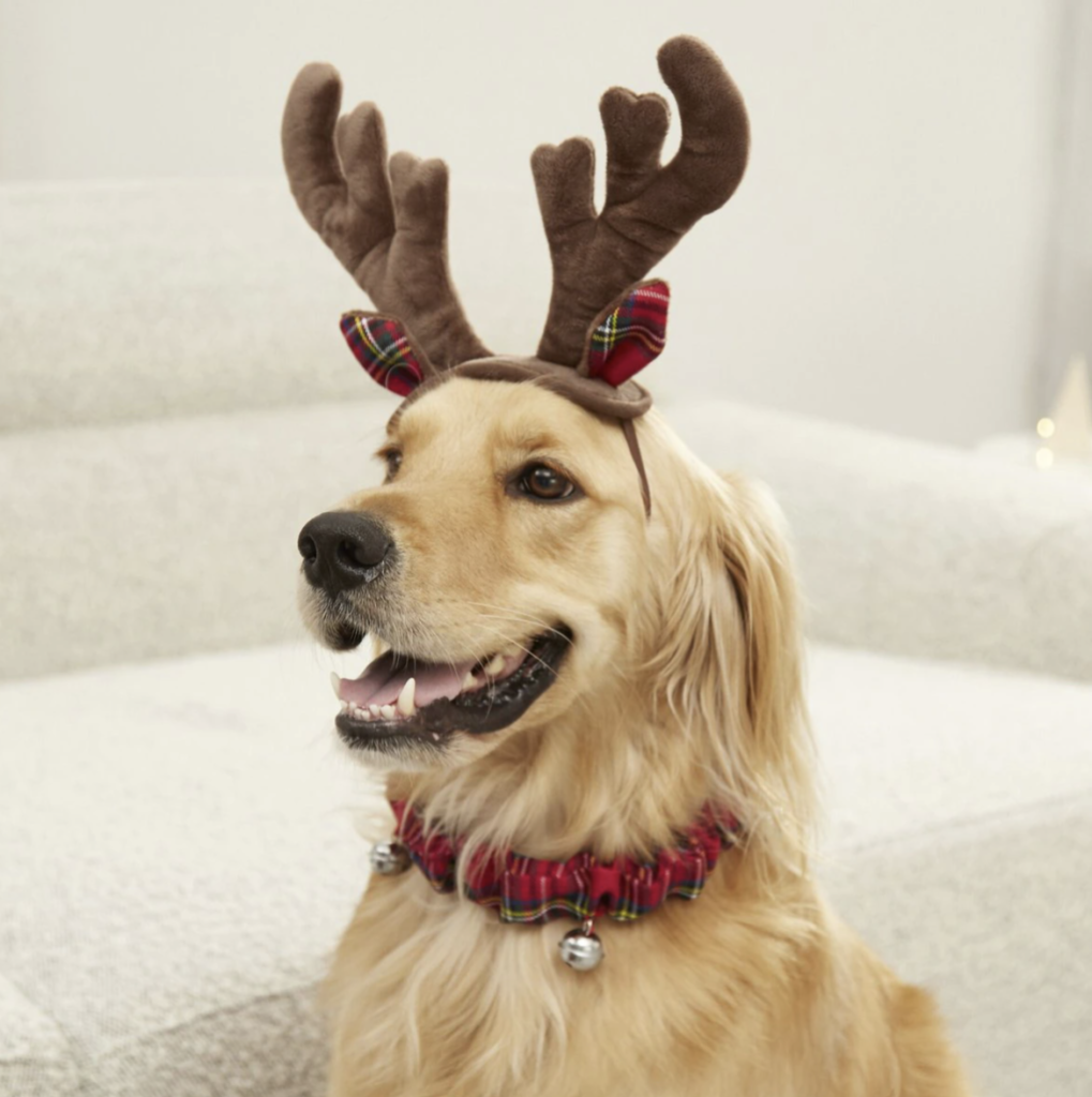 christmas dog costume