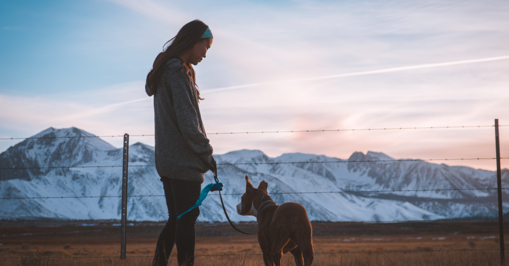 safely walk your dog at night