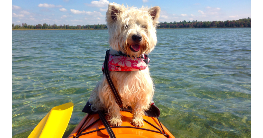 dog sitting on top of kayak to show best dog kayak