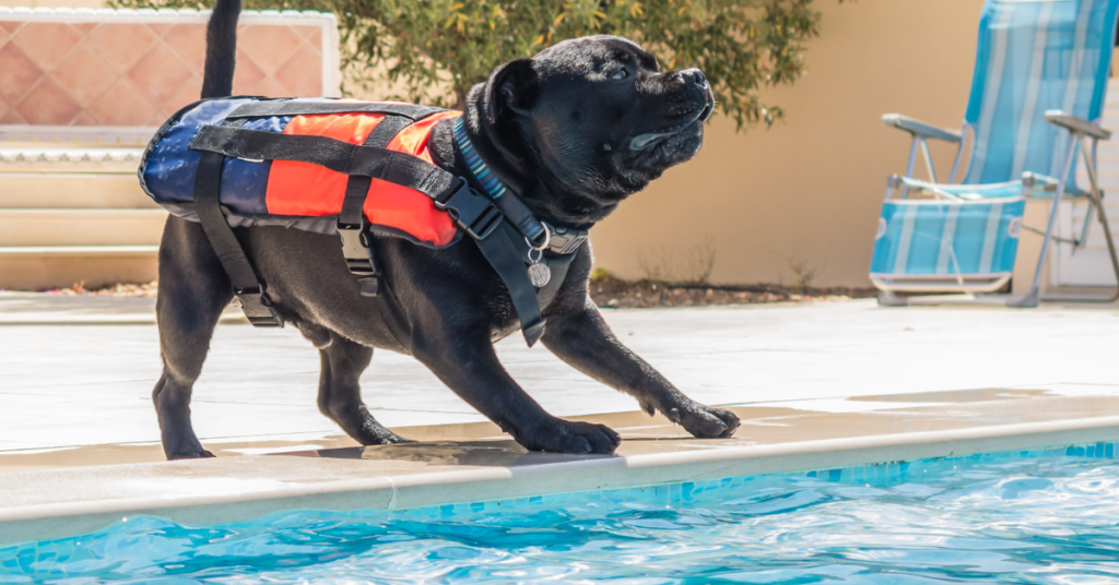 best dog life jacket