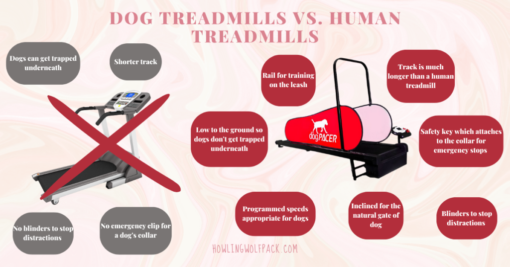 best dog treadmills