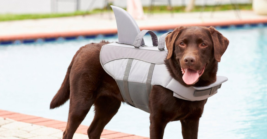 best dog life jacket