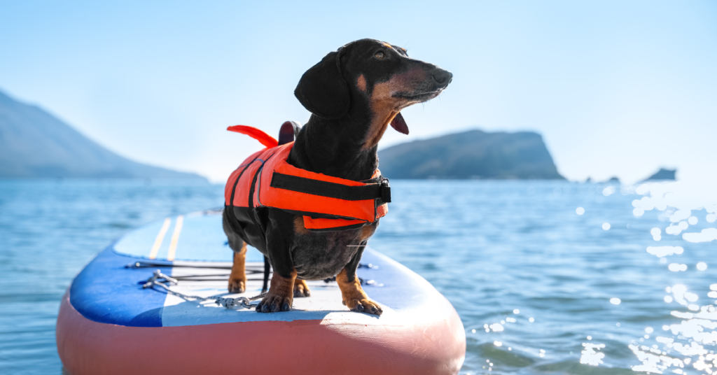 best dog life jacket