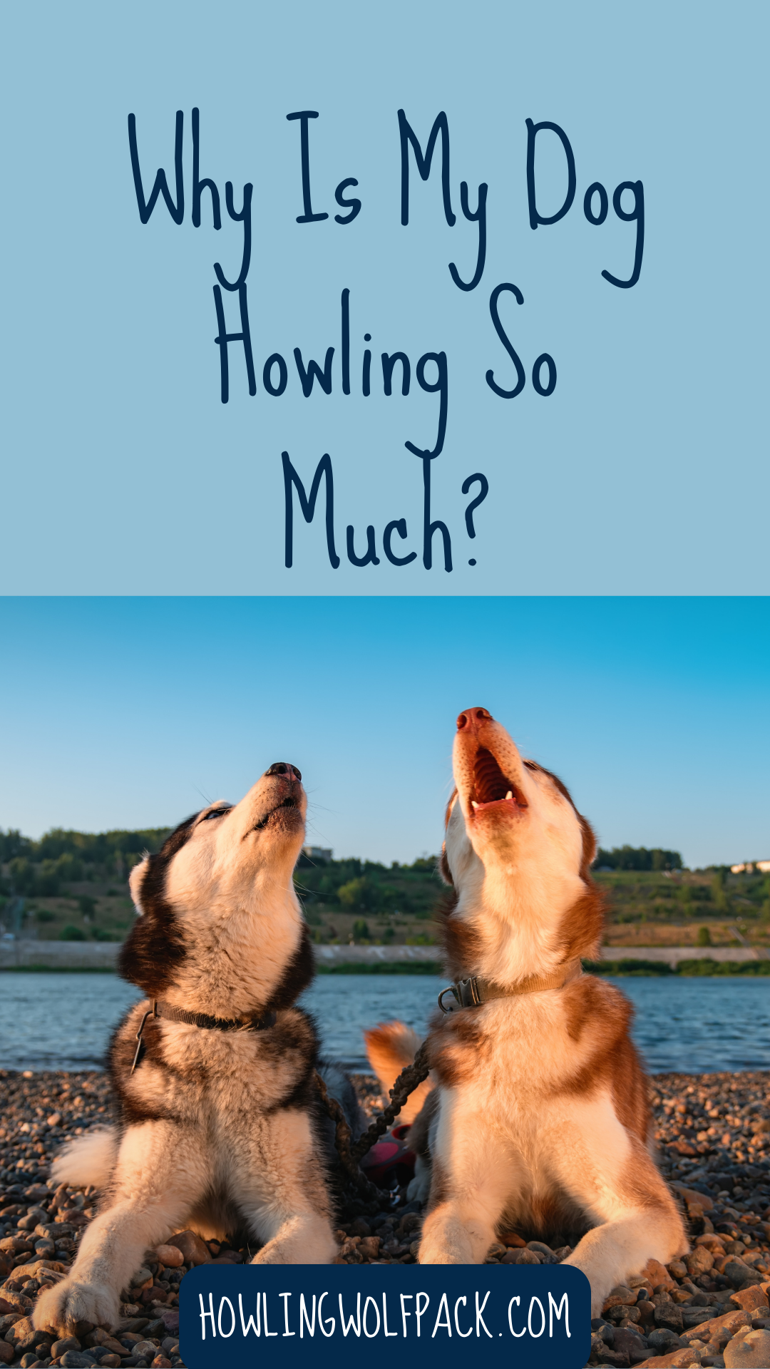 Picture of Why Do Dogs Howl?