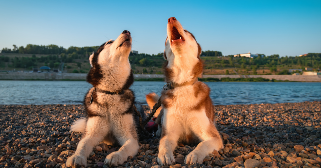 why do dogs howl?