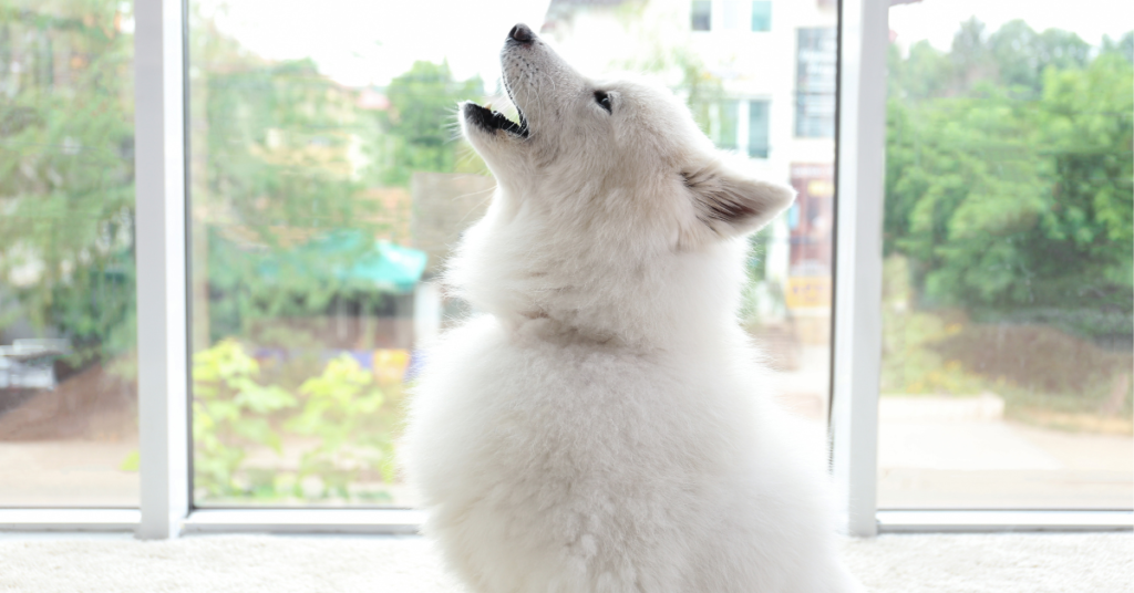 why do dogs howl?