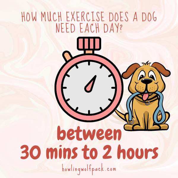 How Much Exercise Does a Dog Need?