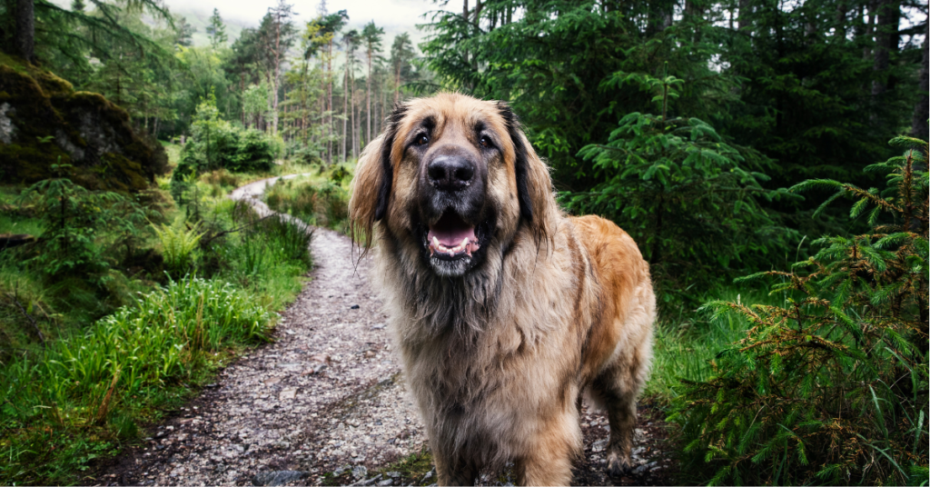 How Much Exercise Does a Dog Need?