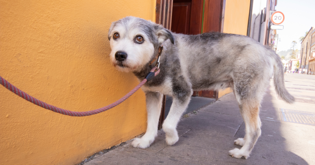 a dog cowering to show submissive urination