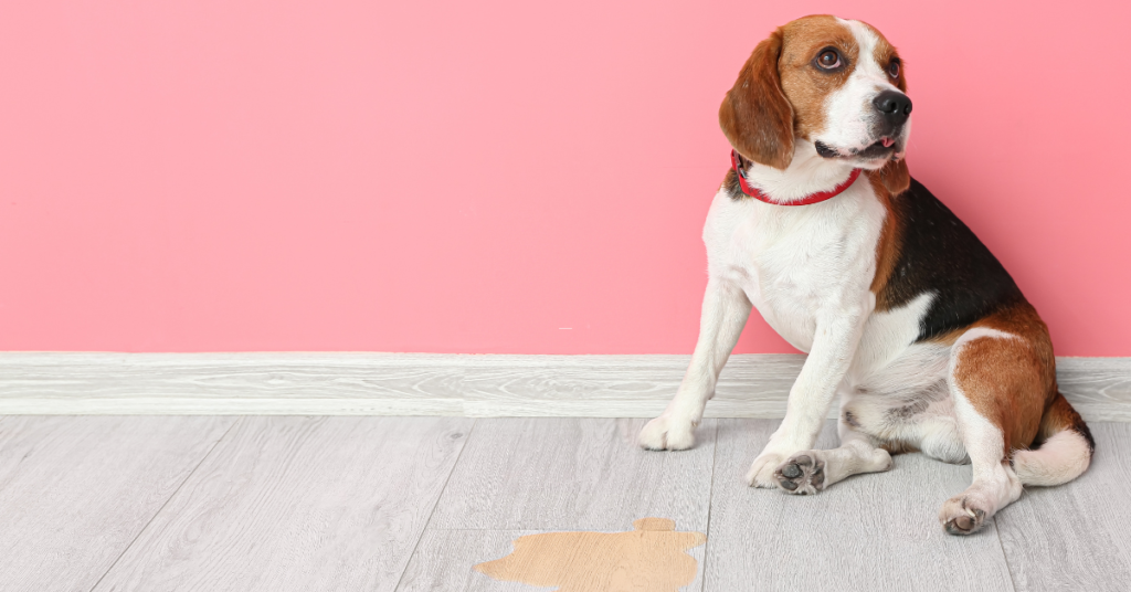 dog next to pee  to show a reason for submissive urination in dogs