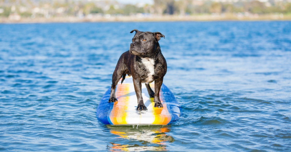 best paddle boards for dogs