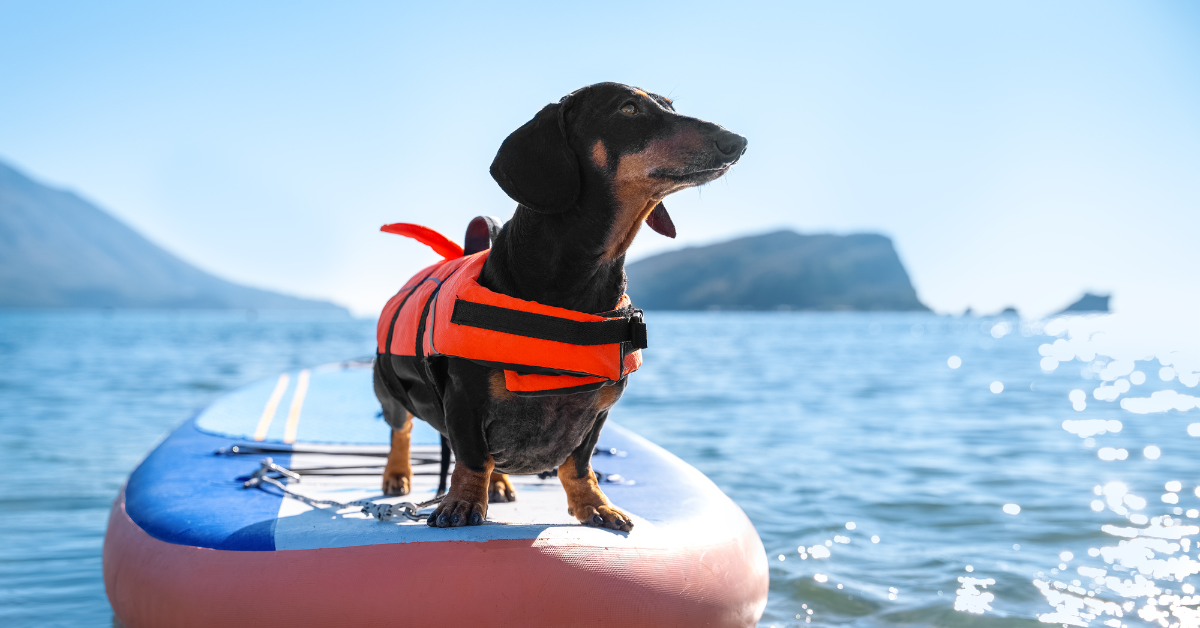 Best Paddle Boards For Dogs in 2024 - SUP With Dogs