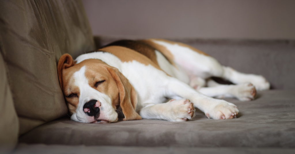 dog sleeping on sofa for do dogs dream post