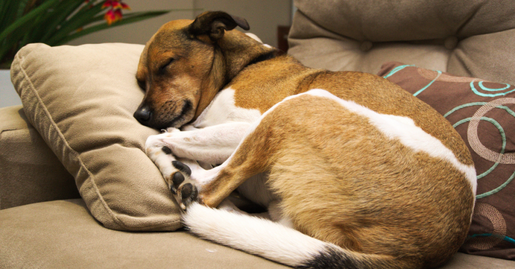 dog sleeping on sofa for do dogs dream post