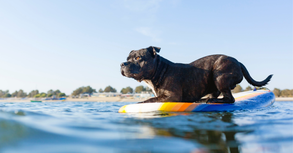 paddle boarding with dog - dog on paddle board