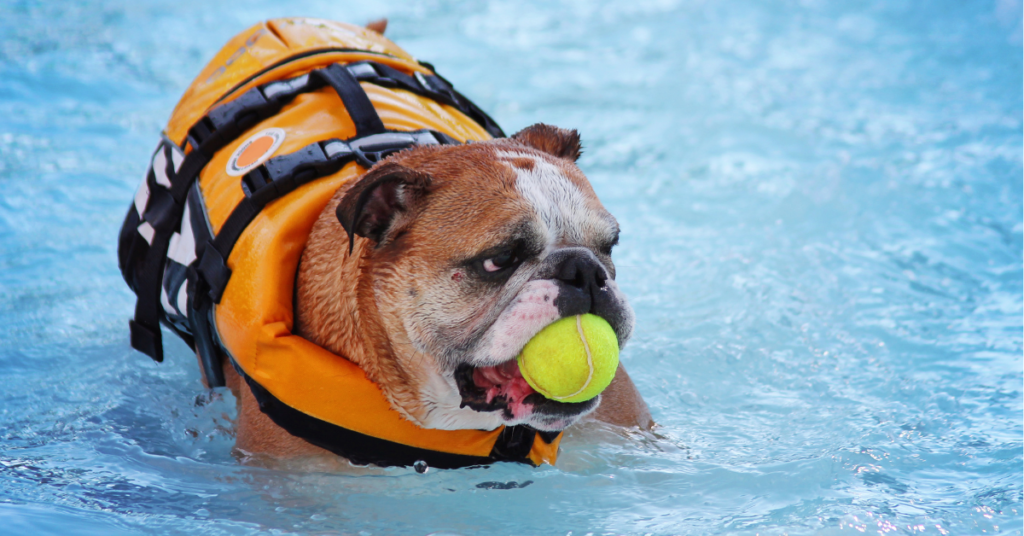 bull dog swimming in water for can all dogs swim article