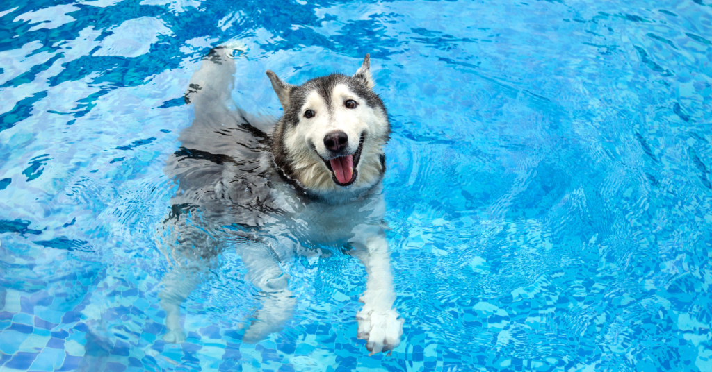 husky swimming in water for can all dogs swim article