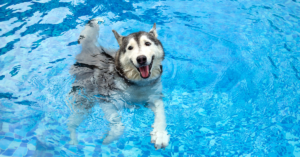 Can All Dogs Swim? A Guide To Teach Your Dog To Swim