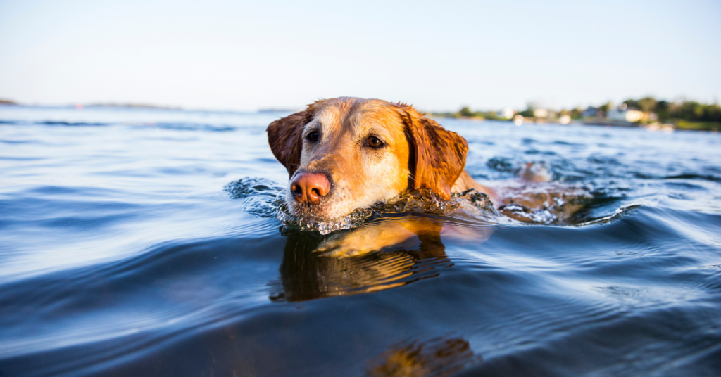 dog swimming in water for can all dogs swim article