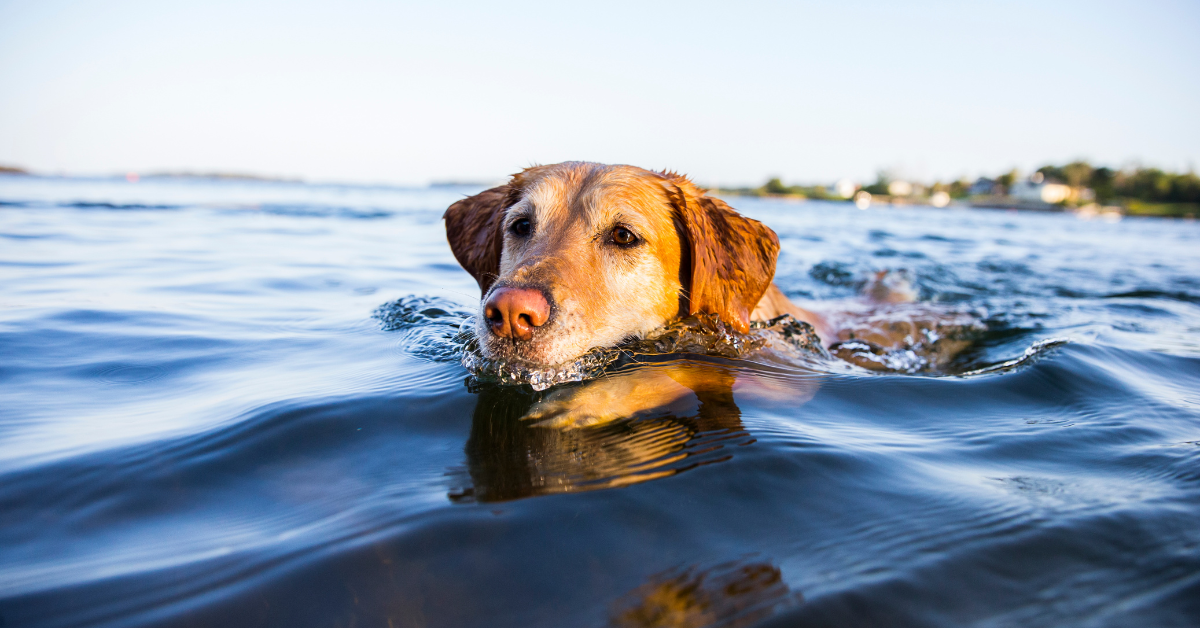 best senior dog food