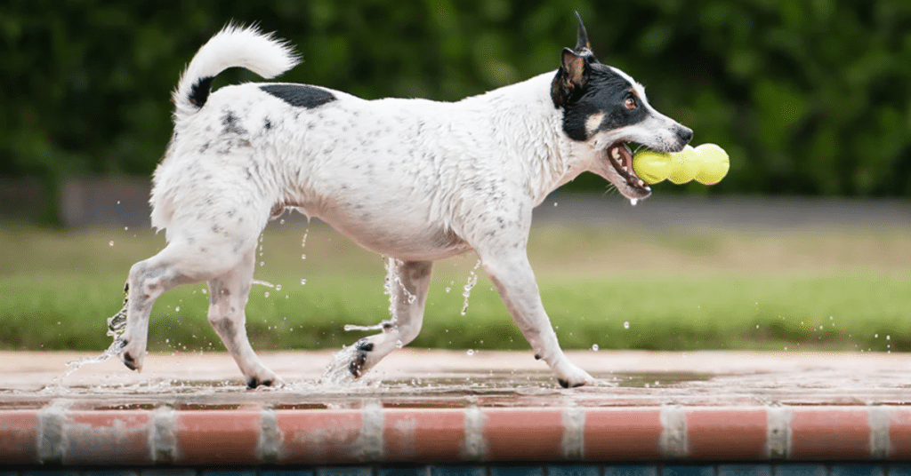 dog water toys