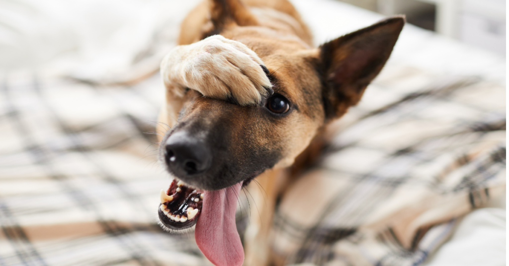 dog on bed with paw on head