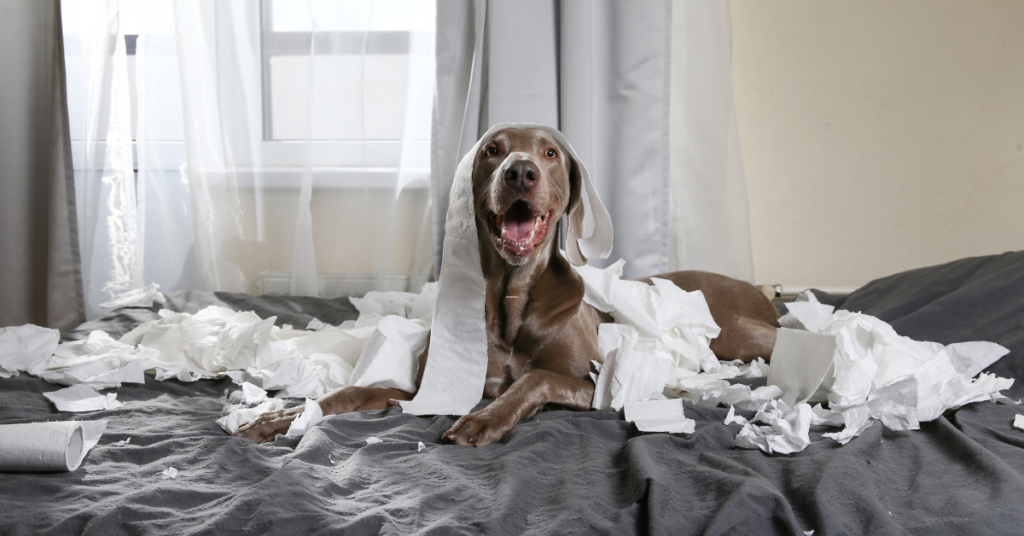 dog on bed with toilet paper