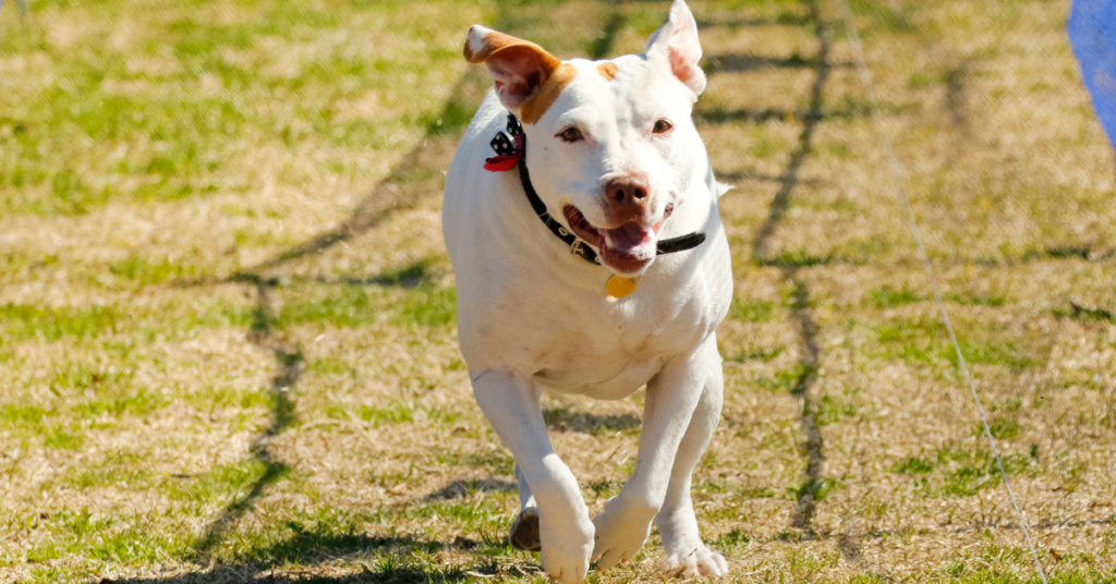 A dog chasing the SwiftPaws dog toy