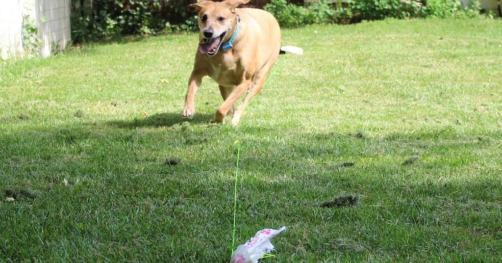 dog chasing SwiftPaws