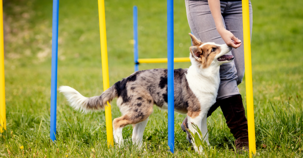 Dog Exercise Equipment