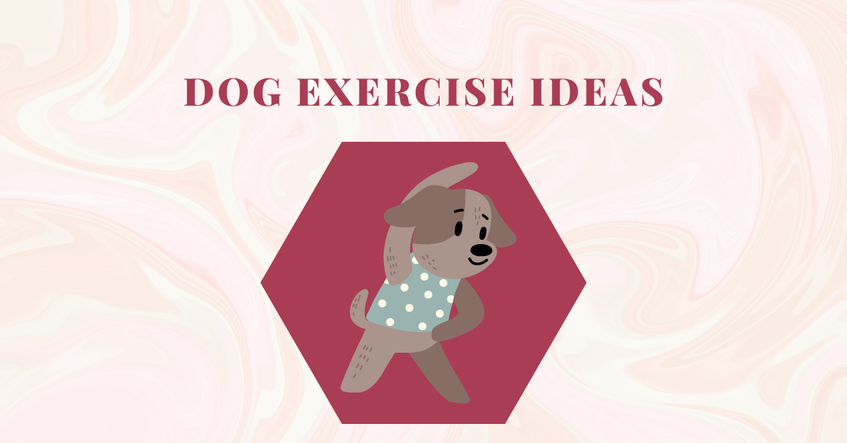Fun Dog Exercise Ideas To Try In 2024