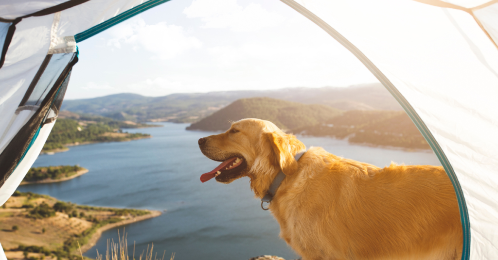 camping gear for dogs do outside tent
