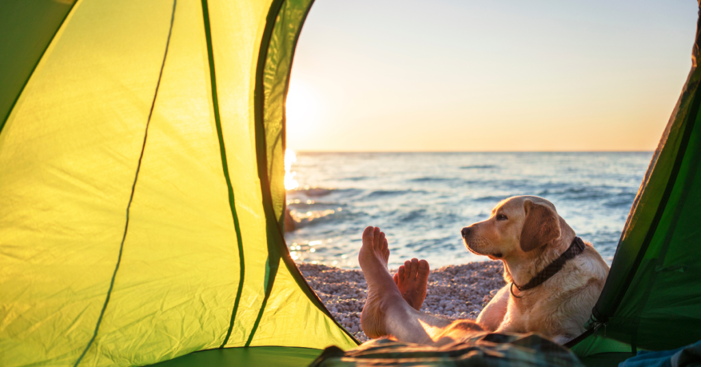 camping gear for dogs dog outside tent