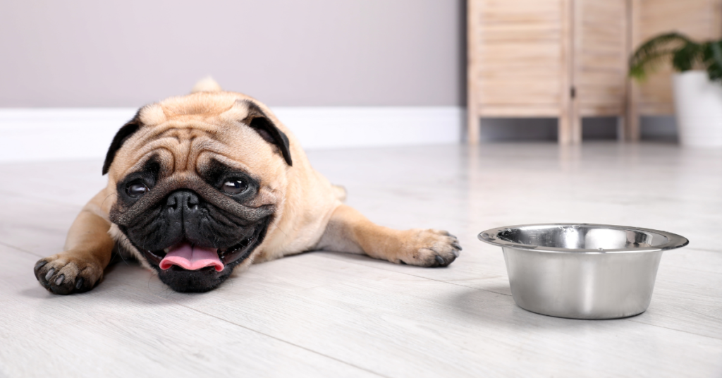 Pug next to water for dogs overheating article 