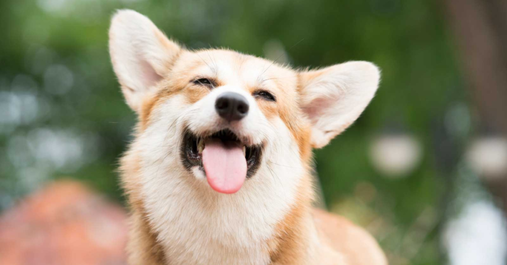 Corgi panting for dogs overheating article 