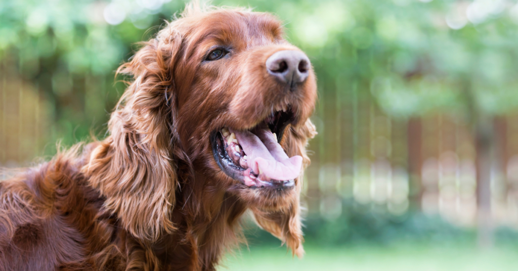 dog panting for dogs overheating article 