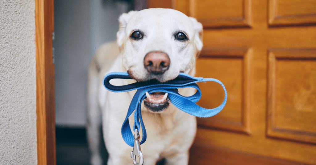 Dog with a leash in their mouth for the how to keep dogs cool article.